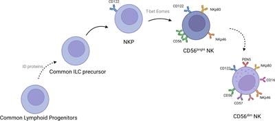 Clinical application and prospect of immune checkpoint inhibitors for CAR-NK cell in tumor immunotherapy